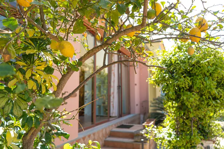 Ingresso fra un albero di limoni e il glicine